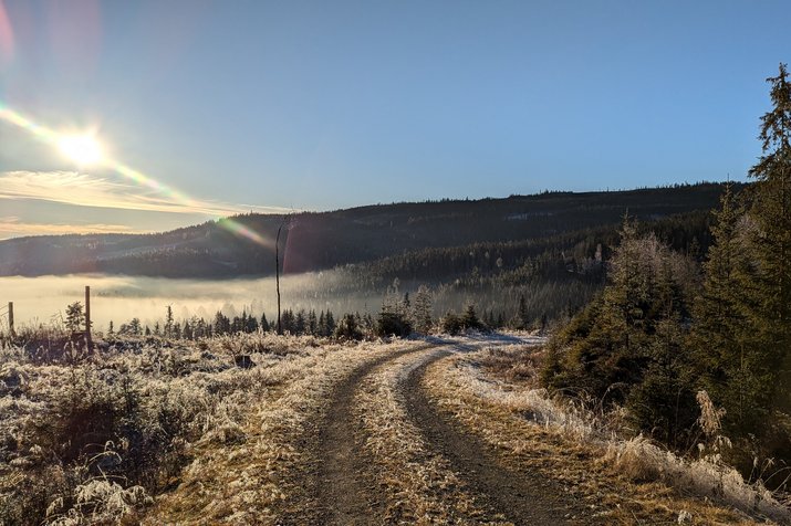 Wanderweg im Wald bei aufgehender Sonne.