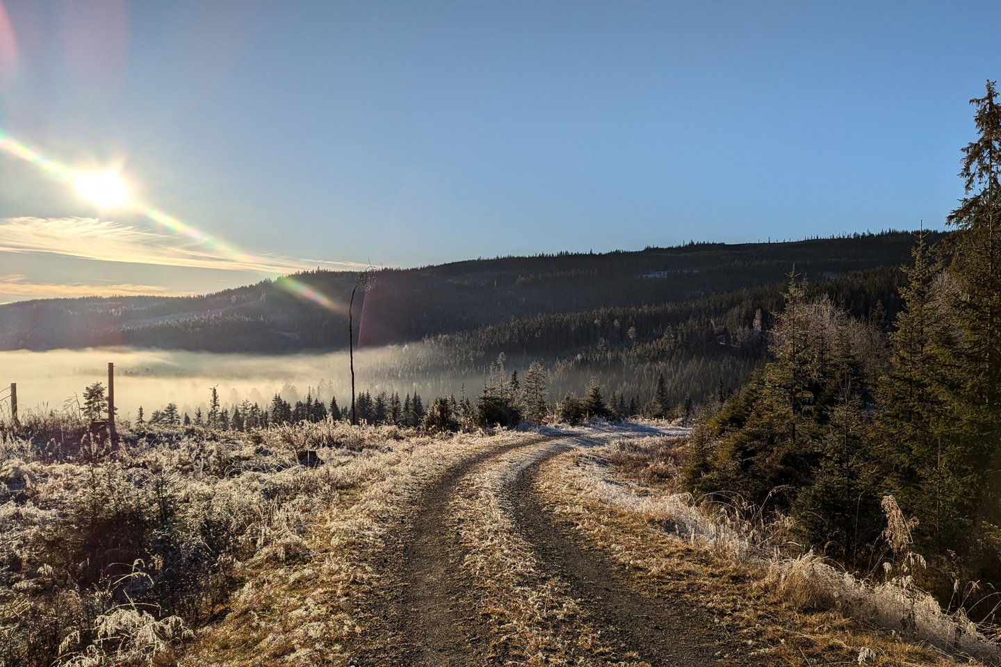 Wanderweg im Wald bei aufgehender Sonne.