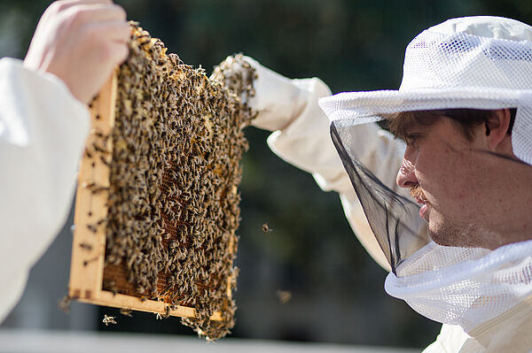 Simon Hauser schaut regelmäßig, wie das Bienenvolk gedeiht.