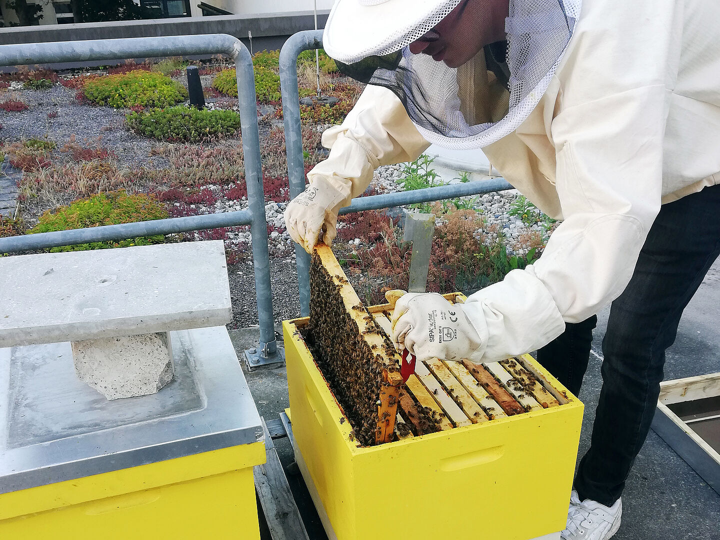 Julian holt eine Wabe aus der Bienenbeute auf dem Dach des Föppl-Baus Julian holt eine Wabe aus der Bienenbeute auf dem Dach des Föppl-Baus