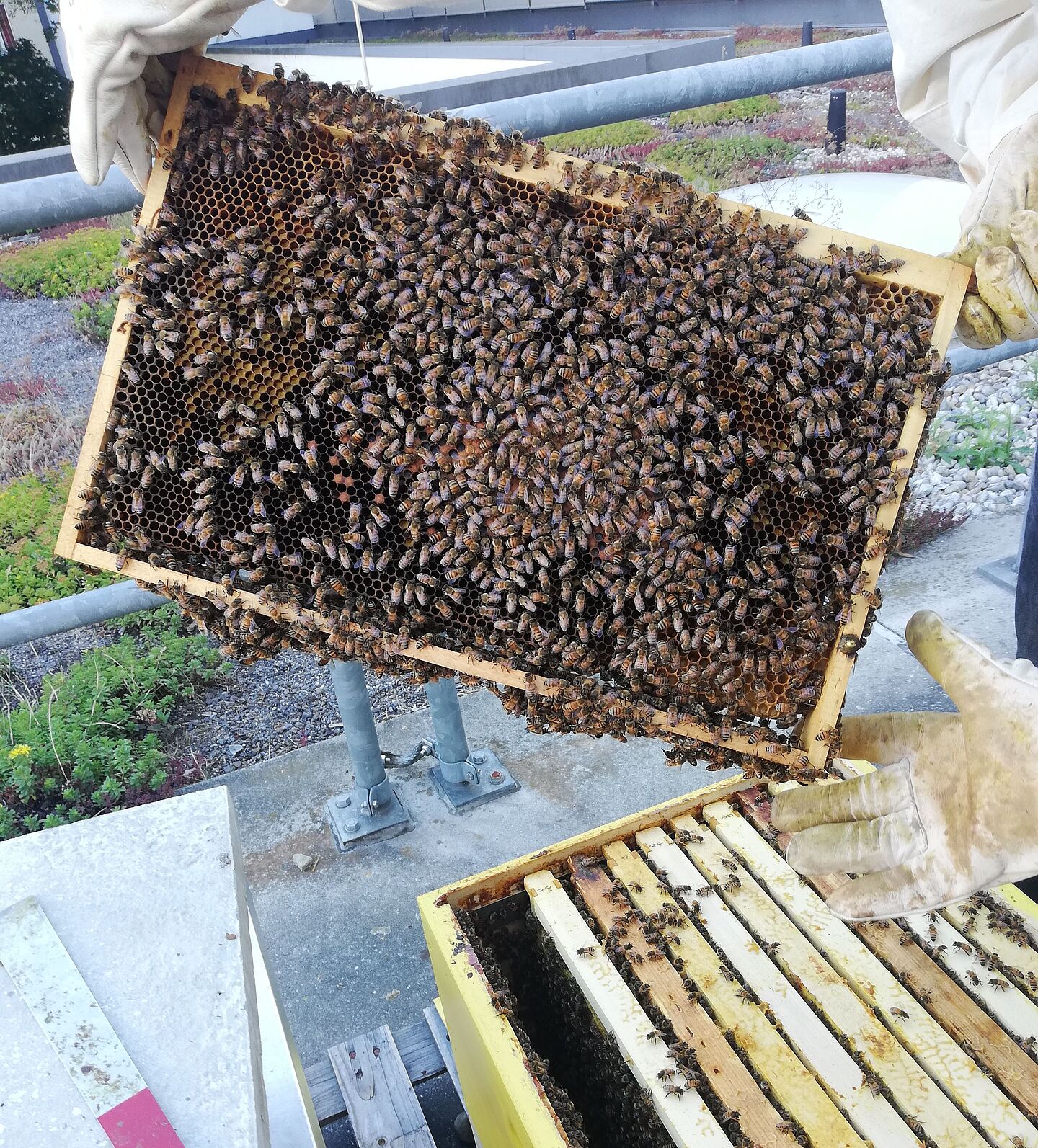 Mit dem richtigen Umgang lassen sich die Bienen ganz friedlich handhaben